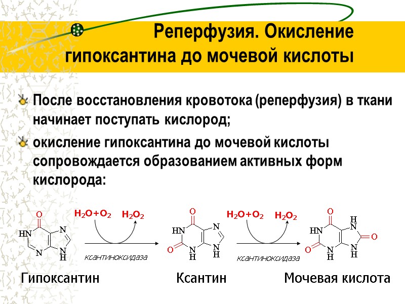 Реперфузия. Окисление  гипоксантина до мочевой кислоты После восстановления кровотока (реперфузия) в ткани начинает